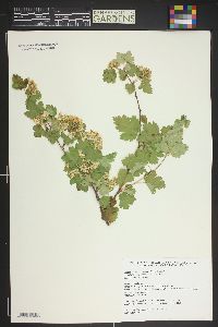 Physocarpus monogynus image