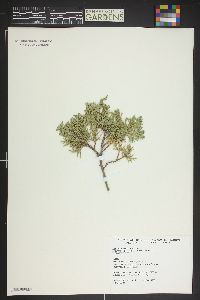 Juniperus scopulorum image