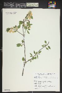 Prunus pensylvanica image