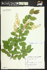 Prunus virginiana var. demissa image