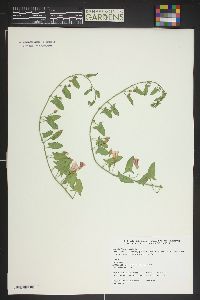 Convolvulus arvensis image