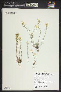 Draba albertina image