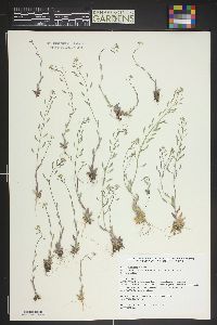 Draba albertina image