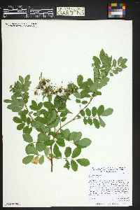 Rosa acicularis image