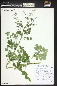 Thalictrum fendleri image