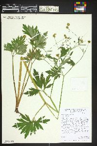 Ranunculus macounii image