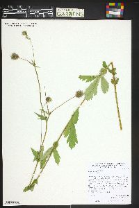 Geum macrophyllum image