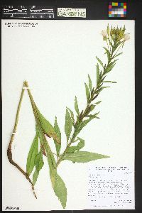 Oenothera villosa image