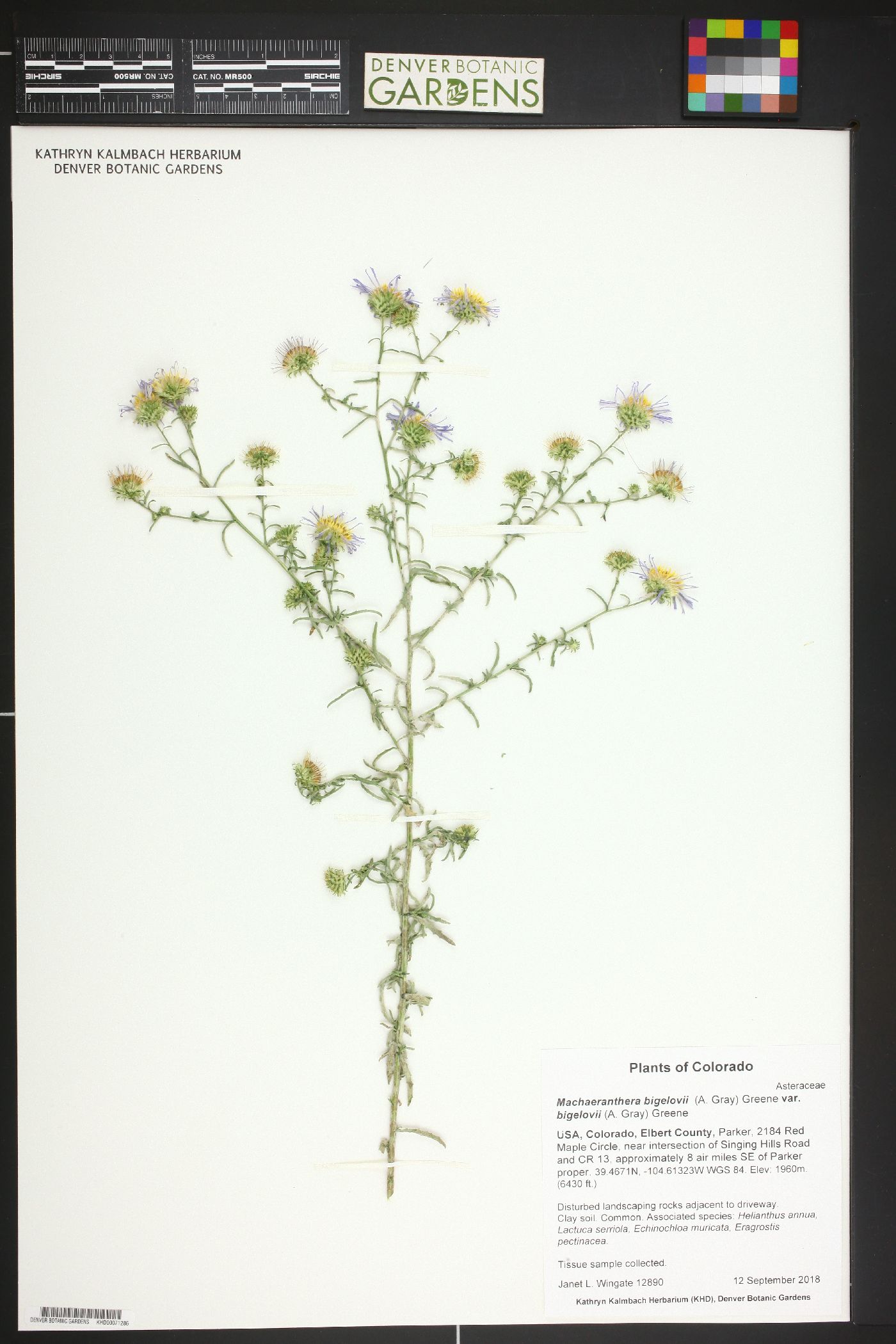 Dieteria bigelovii var. bigelovii image