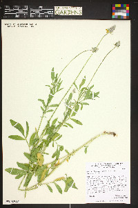 Ratibida columnifera image