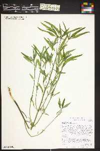 Euphorbia dentata image