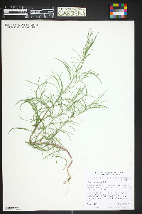 Corispermum villosum image
