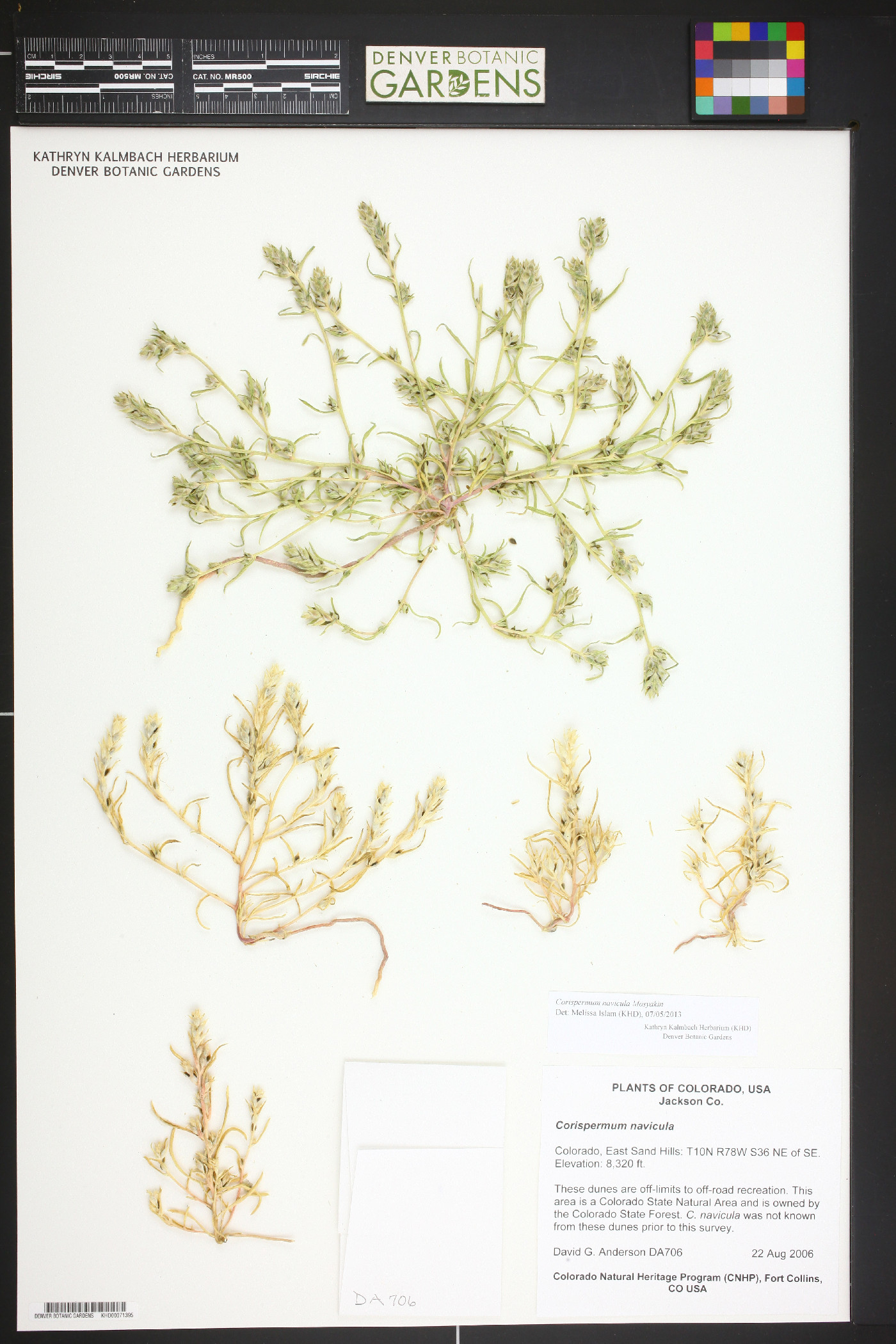 Corispermum navicula image