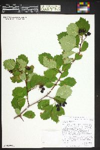 Crataegus succulenta image