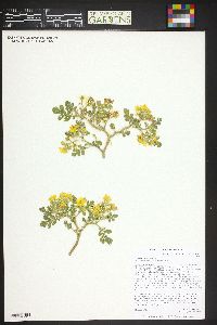 Solanum rostratum image