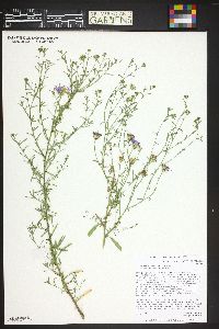 Machaeranthera tanacetifolia image