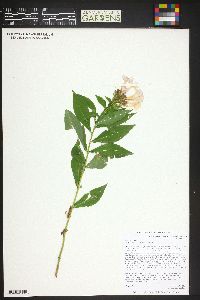 Phlox paniculata image