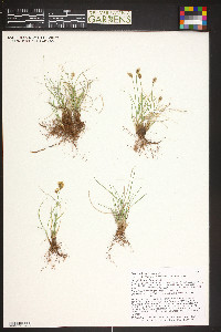 Carex duriuscula image