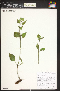 Mirabilis nyctaginea image