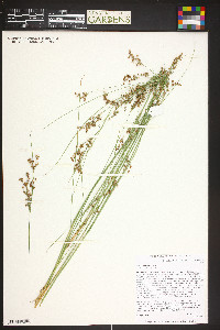 Juncus compressus image