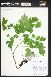 Actaea rubra image