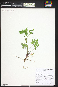 Actaea rubra image