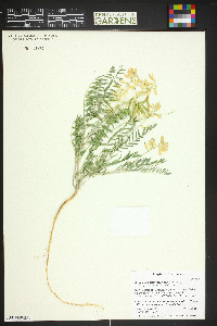 Astragalus bisulcatus image