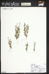 Phacelia incana image