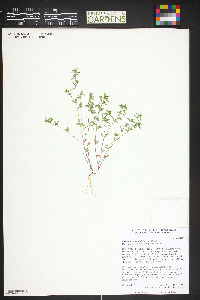 Euphorbia serpillifolia image