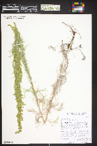 Artemisia campestris image