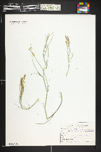 Astragalus wingatanus image