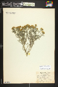 Picradeniopsis oppositifolia image