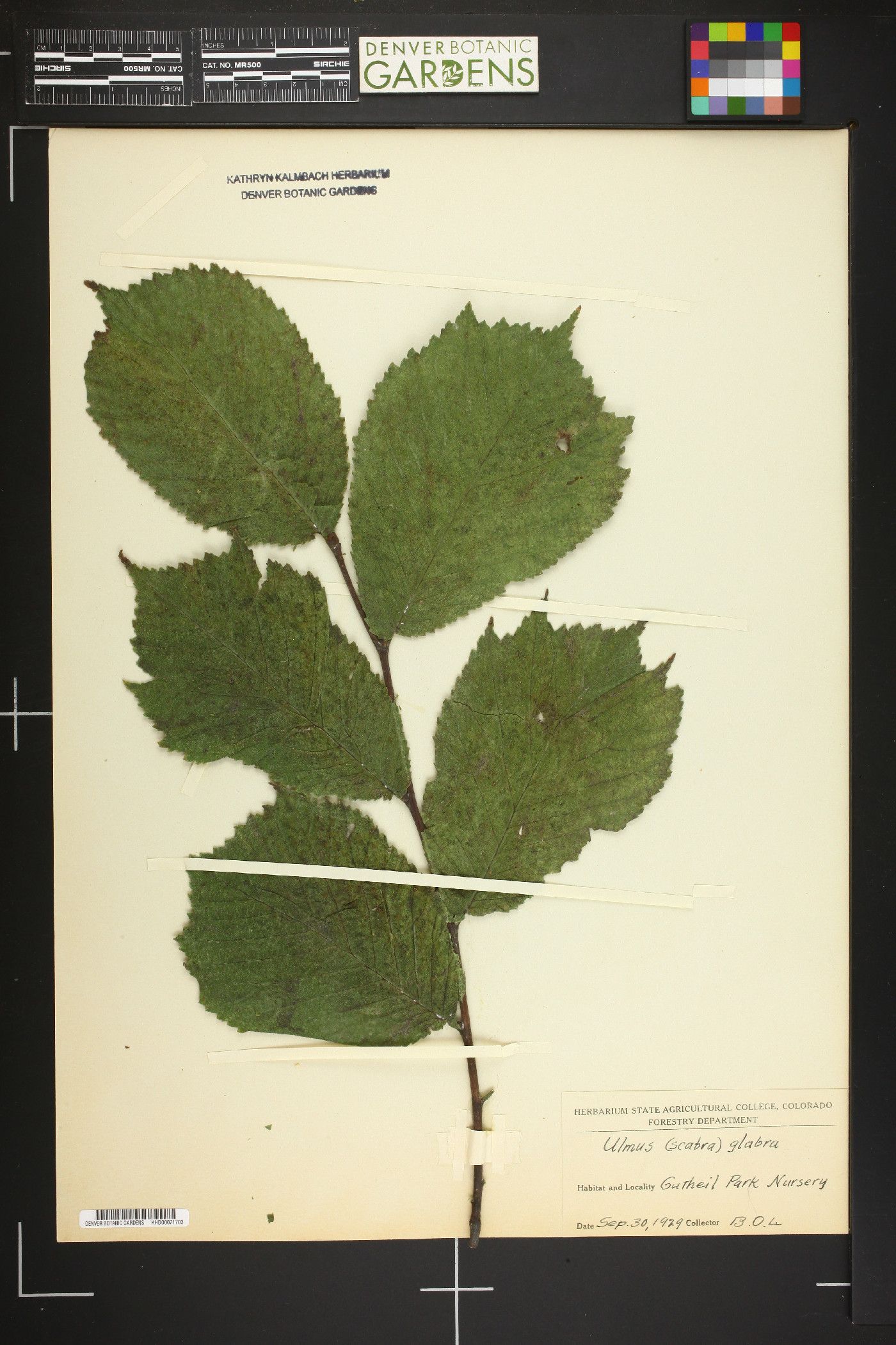 Ulmus glabra image