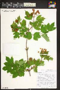 Viburnum trilobum image