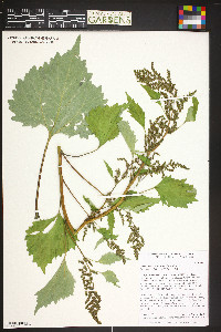 Cyclachaena xanthiifolia image