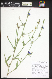 Cichorium intybus image