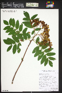 Sorbus scopulina image