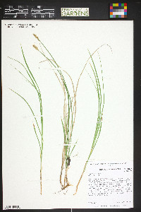 Carex siccata image