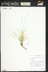 Carex peckii image