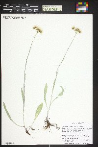 Antennaria pulcherrima image