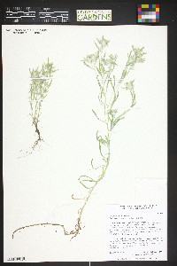 Gnaphalium uliginosum image