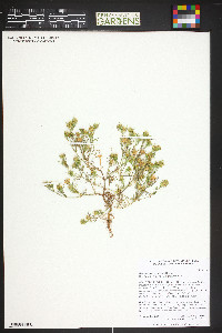 Dyssodia papposa image