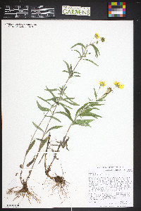 Heliomeris multiflora image