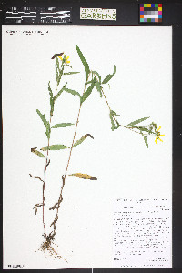 Heliomeris multiflora var. nevadensis image