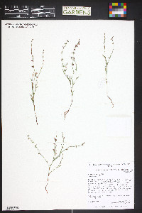 Polygonum douglasii image