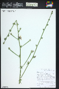 Cichorium intybus image