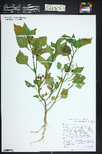 Solanum nigrum image