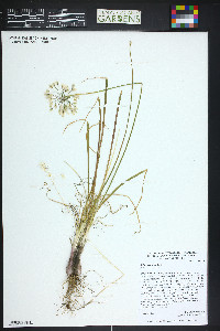 Allium cernuum image