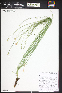 Lygodesmia juncea image