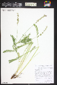 Onobrychis viciifolia image